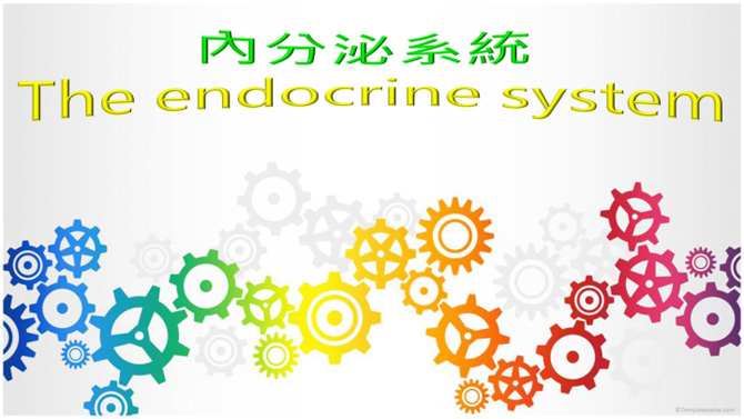 內分泌系統
